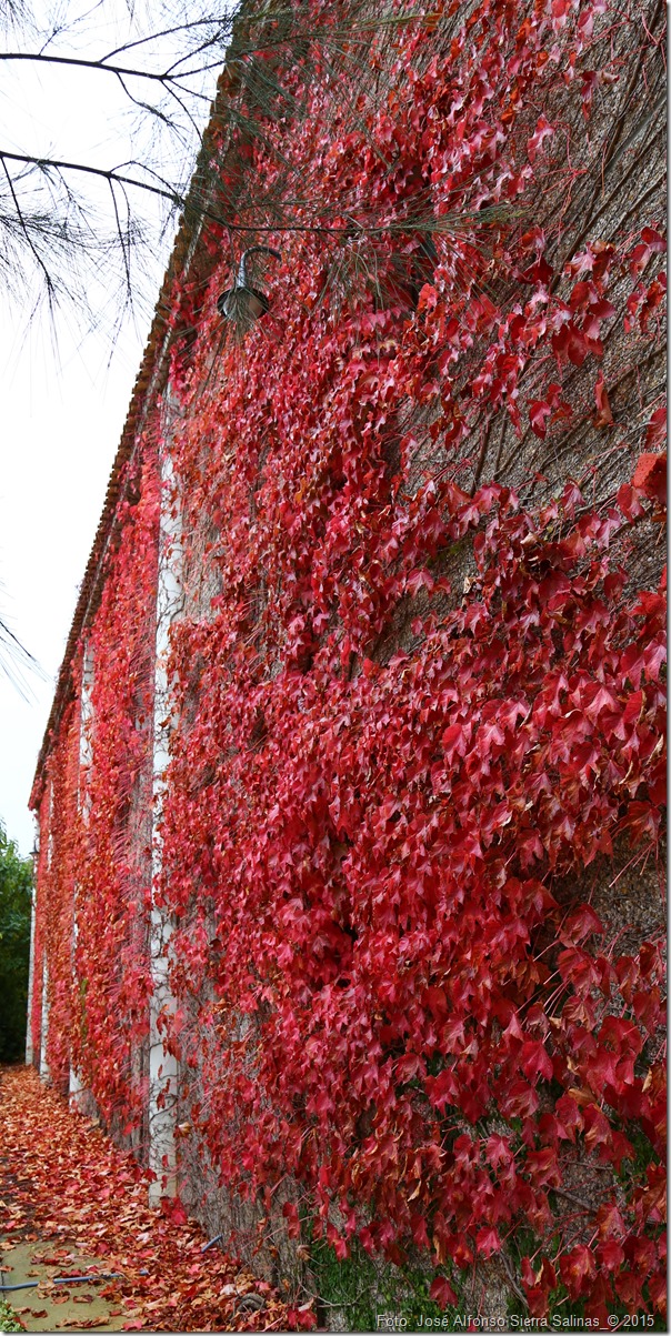 pared roja