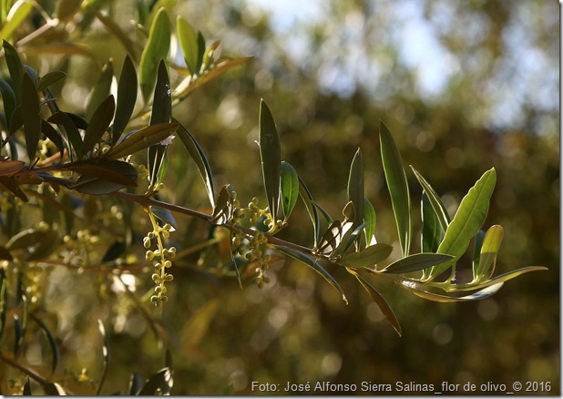 flores-olivo