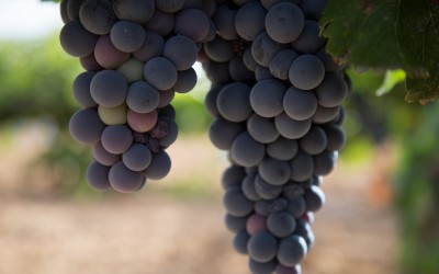 Programa N.35_03 de Diciembre de 2014