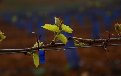 Programa N. 50_08 de Abril de 2015