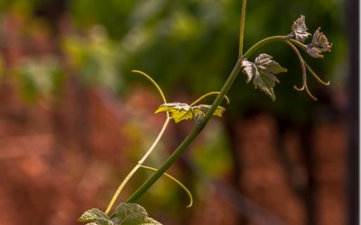 Programa N. 63_22 de Julio de 2015