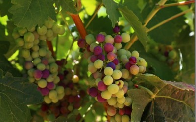 Programa N. 62_15 de Julio de 2015