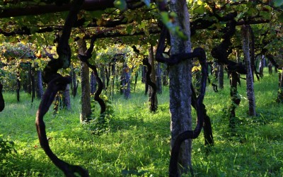 Programa N 269 de 27 de Mayo de 2020