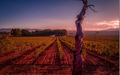 Programa N 81 de 23 de Diciembre de 2015