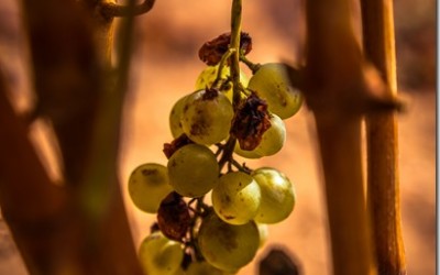 Programa N 79 de 9 de Diciembre de 2015