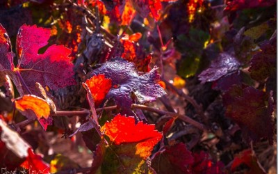 Programa N_117 de 26 de octubre de 2016