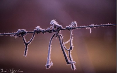 A&ntilde;o Nuevo, Hielos Nuevos