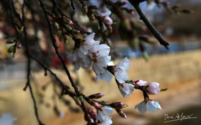 Programa N 130 de 08 de Febrero de 2017