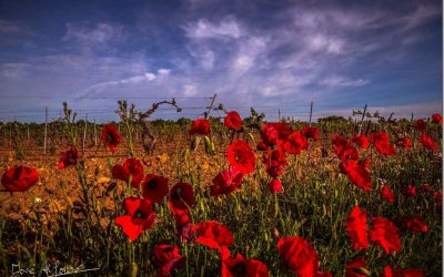 Programa N 142 de 03 de Mayo de 2017