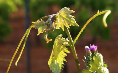 Programa N 267 de 13 de Mayo de 2020