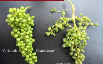 Programa N 148 de 14 de Junio de 2017