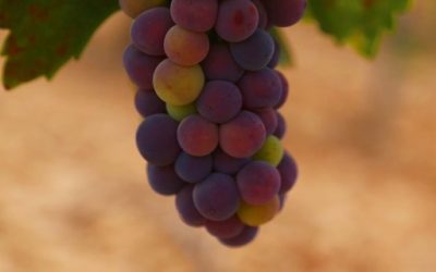 Programa N 154 de 26 de Julio de 2017