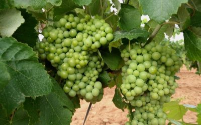 Programa N 153 de 19 de Julio de 2017