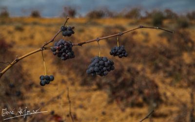 Programa N 165 de 29 de Noviembre de 2017