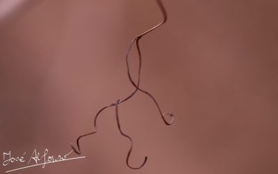 Programa N 166 de 13 de Diciembre de 2017