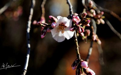 Programa N 172 de 7 de Febrero de 2018