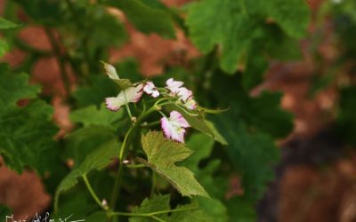 Programa N 187 de 23 de Mayo de 2018