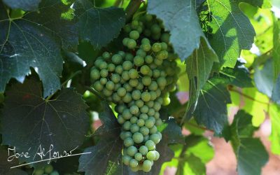 Programa N 194 de 11 de Julio de 2018