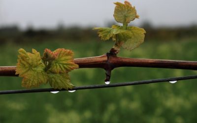 Programa N 260 de 25 de Marzo de 2020