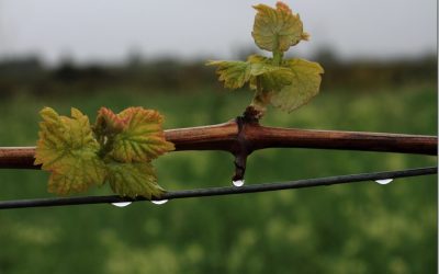 Programa N 195 de 18 de Julio de 2018