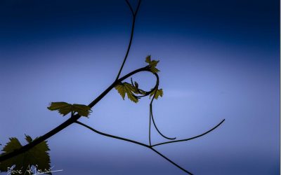 Programa N 196 de 25 de Julio de 2018