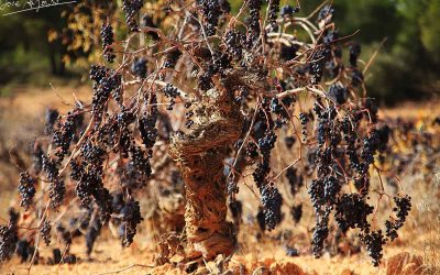 Programa N 199 de 03 de Octubre de 2018