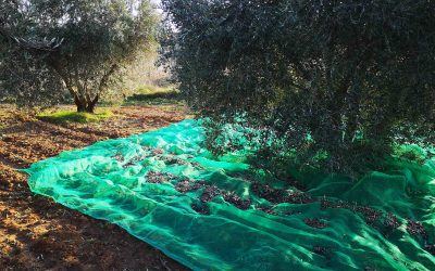 Programa N 208 de 5 de Diciembre de 2018