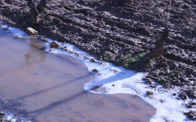 Programa N 213 de 23 de Enero de 2019