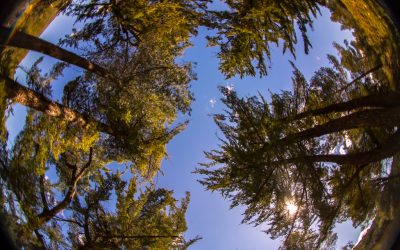 Programa N 212 de 16 de Enero de 2019