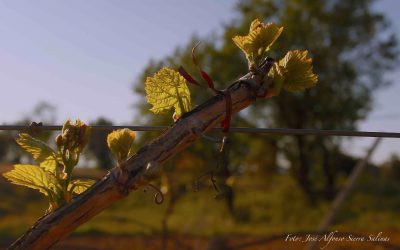 Programa N 2017 de 20 de Febrero de 2019