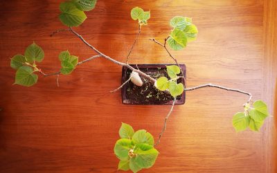 Programa N 219 de 6 de Marzo de 2019