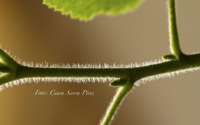 Programa N 222 de 27 de Marzo de 2019