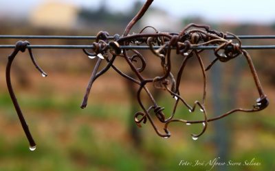 Programa N 225 de 17 de Abril de 2019