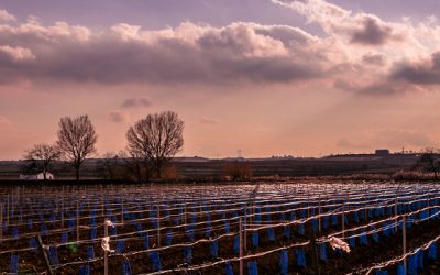 Programa N 226 de 24 de Abril de 2019