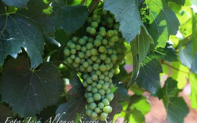 Programa N 232 de 26 de Junio de 2019