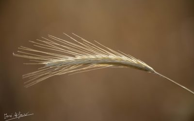 Programa N 233 de 3 de Julio de 2019