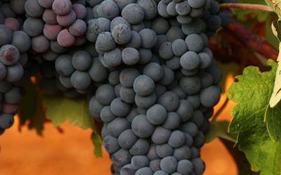 Programa N 240 de 16 de octubre de 2019