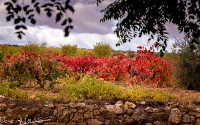 Programa N 242 de 30 de Octubre de 2019