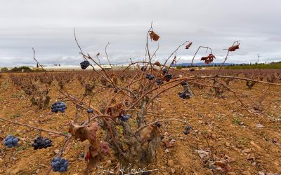 Programa N 245 de 20 de Noviembre de 2019