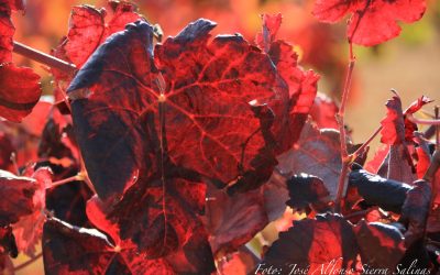 Programa N 249 de 18 de Diciembre de 2019