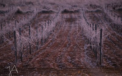 Programa N 251 de 15 de Febrero de 2020