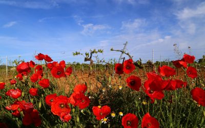 Programa N 256 de 19 de Febrero de 2020
