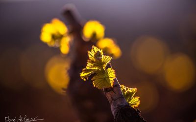 Programa N 259 de 18 de Marzo de 2020