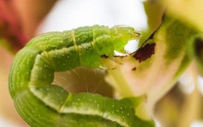 Programa N 261 de 1 de Abril de 2020