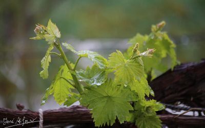 Programa N 263 de 15 de Abril de 2020