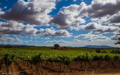 Programa N 266 de 6 de Mayo de 2020