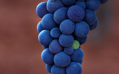 Programa N 273 de 1 de julio de 2020