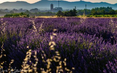 Programa N 272 de 17 de junio de 2020