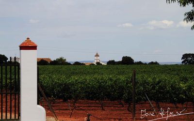 Programa N 274 de 8 de Julio de 2020