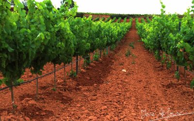 Programa N 275 de 15 de Julio de 2020